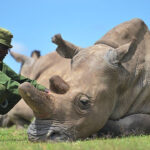 Poaching in Namibia - The Updated World