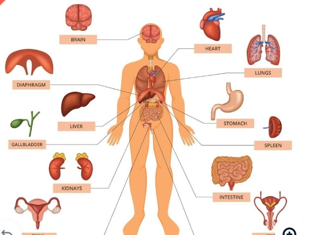 Body Organs - The Updated World