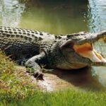 Security Guard Bitten by Crocodile While Attempting to Take Photos in Omusati